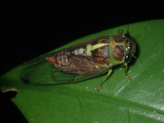 Vagitanus terminalis