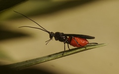 Iphiaulax