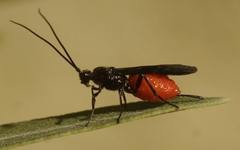 Iphiaulax