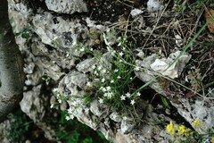 Minuartia adenotricha