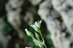 Minuartia adenotricha