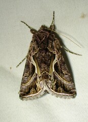 Autographa flagellum