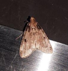 Aglossa costiferalis