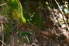 Calanthe arcuata