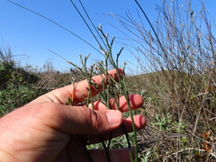 Limonium peregrinum