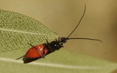 Iphiaulax