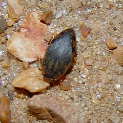 Coptotomus