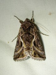 Autographa flagellum