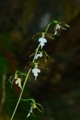 Calanthe arcuata