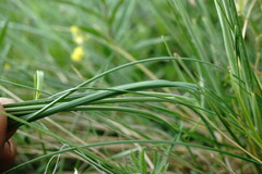 Stipa lithophila