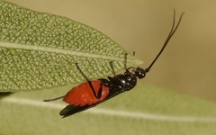 Iphiaulax