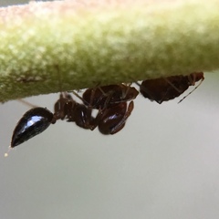 Crematogaster ashmeadi