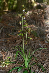 Calanthe arcuata