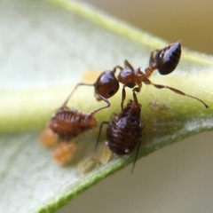 Crematogaster ashmeadi