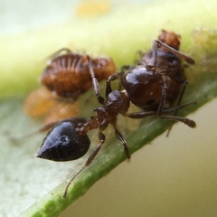 Crematogaster ashmeadi