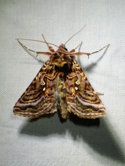 Autographa mappa