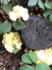 Pleurotus citrinopileatus