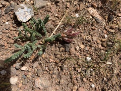 Oxytropis microphylla