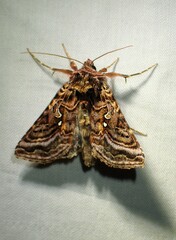 Autographa mappa
