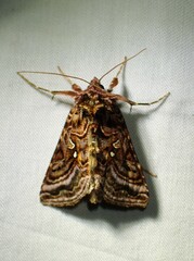 Autographa mappa