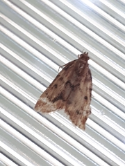 Aglossa disciferalis