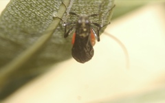 Iphiaulax
