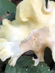 Pleurotus citrinopileatus