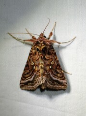 Autographa mappa