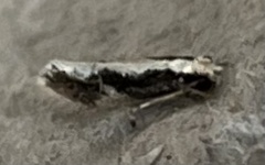 Monopis dorsistrigella