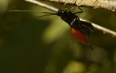 Iphiaulax