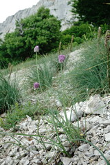 Allium nathaliae
