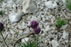 Allium nathaliae