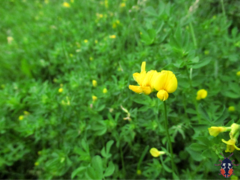 Lotus corniculatus