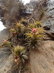Tillandsia nana