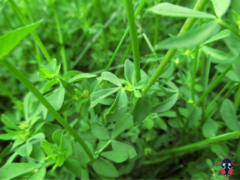 Lotus corniculatus