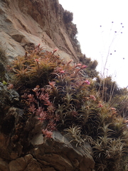 Tillandsia nana