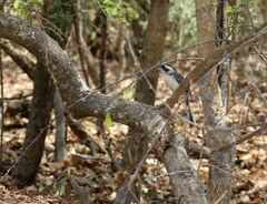 Granatellus venustus francescae