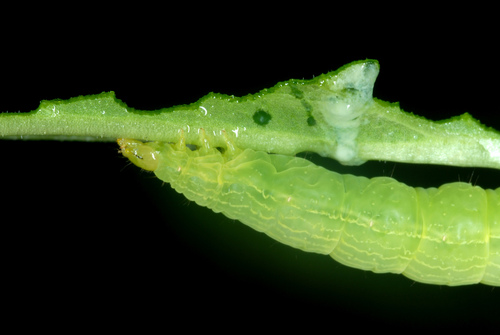Pink-washed Looper Moth photo 2
