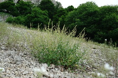 Rumex hastifolius