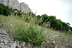 Rumex hastifolius