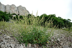 Rumex hastifolius