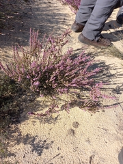 Erica inaequalis