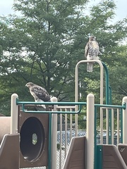 Buteo jamaicensis