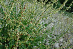 Rumex hastifolius