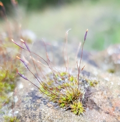 Tortula muralis muralis