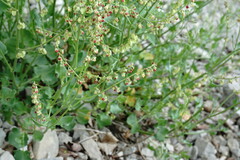 Rumex hastifolius