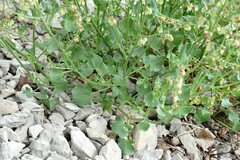 Rumex hastifolius