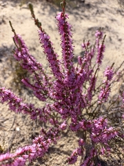 Erica inaequalis