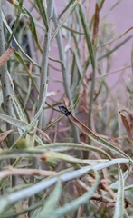 Asteromyia chrysothamni