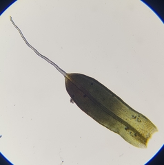 Tortula muralis muralis
